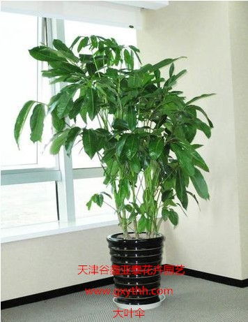 天津綠植花卉產(chǎn)業(yè)新貌 銷(xiāo)售、租賃與養(yǎng)護(hù)一站式服務(wù)探析