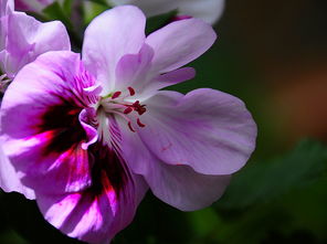 小區(qū)一隅，花開(kāi)正好