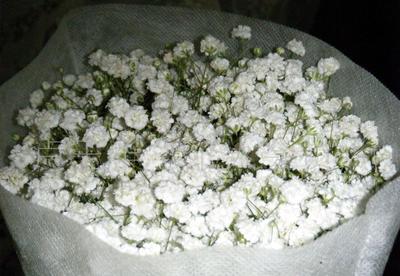 “一片星辰，一場(chǎng)花事” 鮮切花市場(chǎng)中的“雜草與鮮花”新觀察